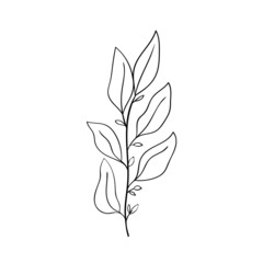 A small herbaceous plant. Leaves and branch of forest herbs. From the collection Herbs and plants of tropical and other forests