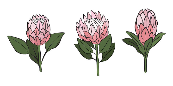 Protea flowers, set of 3 large buds, drawn with color. Isolated bud on a branch. For invitations and valentines