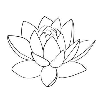 Lotus line art. Big lotus bud, exotic esoteric plant. For invitations