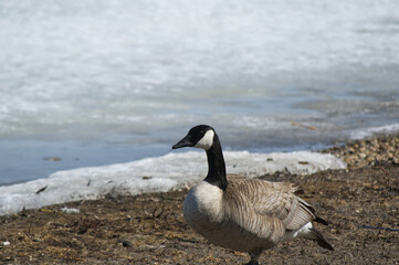 Canada Goose near a Frozen Shore