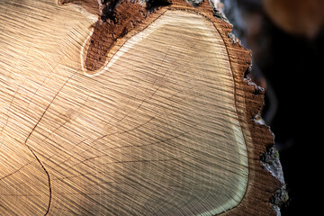 Cut trees of construction wood after deforestation stacked as woodpile show annual rings and the...