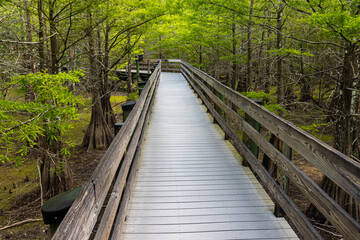 Boardwalk Trail Through Bald Cypress Forest, Six Mile Cypress Slough Preserve, Fort Myers, Florida, USA