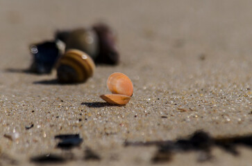 Muszelki na plaży  © wedrownik52