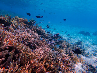 Naklejka na ściany i meble coral reef in bora bora