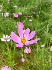 background, beautiful, blooming, blossom, blossoming, blossoms, botanical, candy stripe, closeup, colorful, cosmos field, cosmos flowers, countryside, field, floral, flower background, garden, gardeni