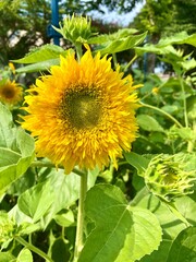 Obraz premium Close-up of sunflower field blooming in the sun