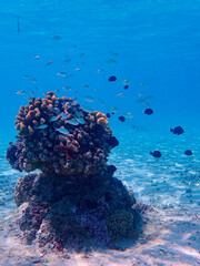 fish on a coral reef in bora bora