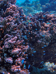 Naklejka na ściany i meble coral reef in the sea bora bora