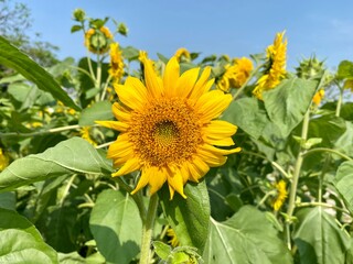 Close-up of sunflower field blooming in the sun