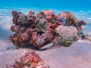 coral reef in bora bora