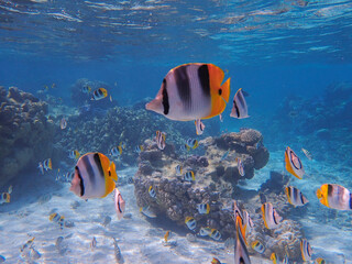butterfly fish in ocean in bora bora
