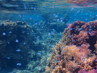 Naklejka na ściany i meble coral reef in sea in bora bora