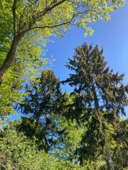 trees and blue sky in spring