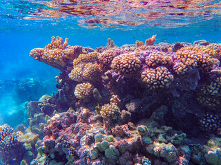 coral reef and sea in bora bora