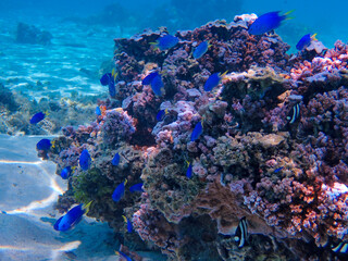 Blue damsels on a coral reef and blue sea in Bora Bora