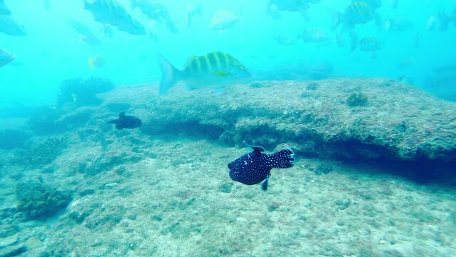 Black Guineafowl Pufferfish And School Of Graybar Grunt Fish Swimming Under The Deep Blue Sea In Baja California, Mexico. - underwater
