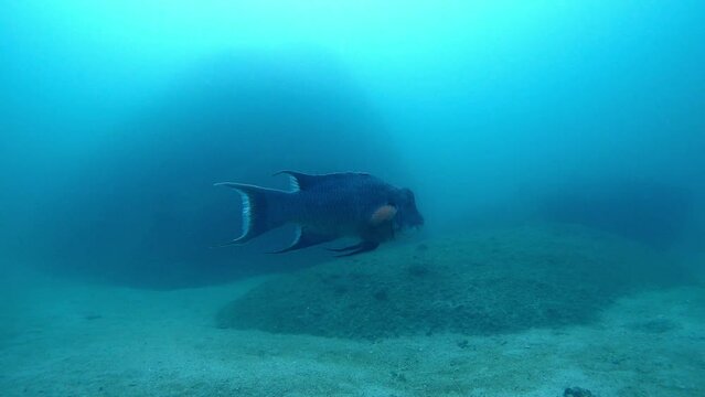 Mexican Hogfish Swimming In The Sandy Bottom Of Blue Sea. - underwater
