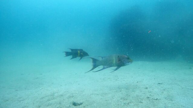 Two Mexican Hogfish Swimming Over The Sandy Seabed Of Blue Sea. - underwater