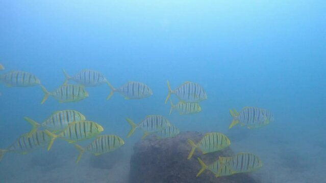 School Of Subadult Golden Trevally Fish Swimming In The Cabo Pulmo National Marine Park In Mexico. - underwater