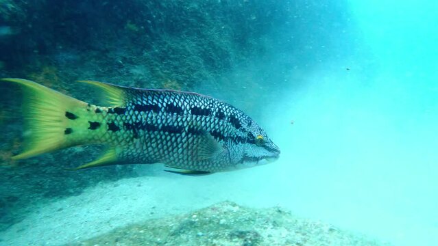 Mexican Hogfish Initial Phase Swimming On Sandy Bottom Of Tropical Sea. - underwater, close up