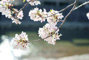 甲突川沿いに咲く美しい桜