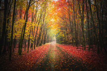 Colorful autumn forest with a pathway covered in leaves in Bavarian Forest, Germany - obrazy, fototapety, plakaty