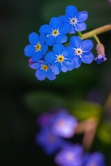 Niezapominajki - wiosenne niebieskie kwiaty w skali makro