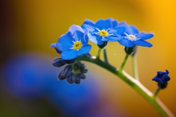 Niezapominajki - wiosenne niebieskie kwiaty w skali makro - obrazy, fototapety, plakaty