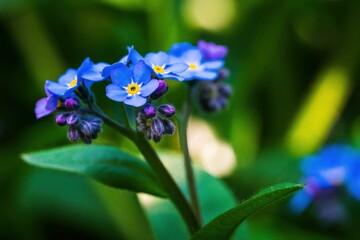 Niezapominajki - wiosenne niebieskie kwiaty w skali makro © Michal45