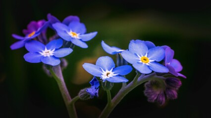 Fototapeta na wymiar Niezapominajki - wiosenne niebieskie kwiaty w skali makro