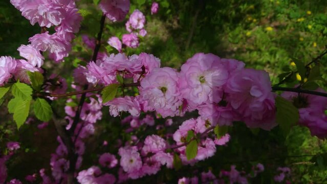 Branch of decorative almond, pink flowers and green leaves. Spring time, blurred background