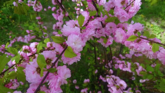 Branch of decorative almond, pink flowers and green leaves. Spring time, blurred background