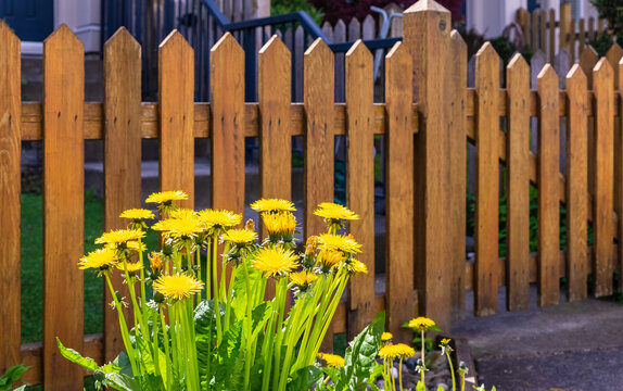 Nice wooden fence around house. Wooden fence with green lawn and flowers.