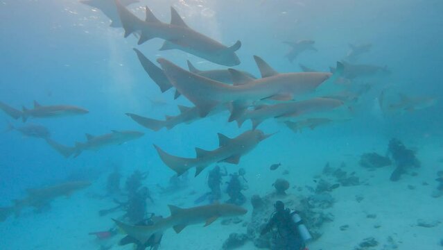 Shoal of tawny nurse shark nebrius ferrugineus swimming in blue water with scuba divers in the background