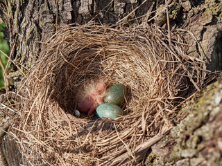 A blackbird's nest with eggs and a newly hatched bird in the thickets of trees.