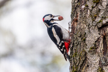 Little woodpecker sits on a tree trunk. A woodpecker obtains food on a large tree in spring. 