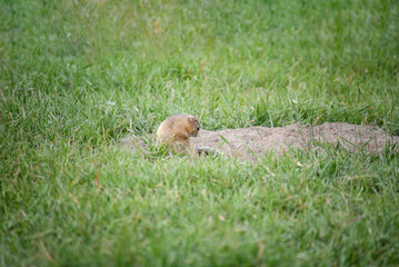 a wild gopher sits near a mink and cleans its fur