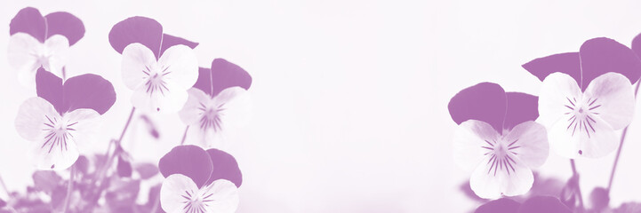 Floral delicate banner with pansies, soft filter, copy space