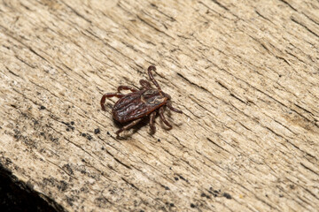 forest tick on the board