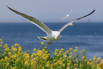 Black-tailed gull looking for a landing point on rape blossoms
