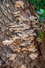 Particolare di funghi cresciuti su ceppo di legno di un albero tagliato
