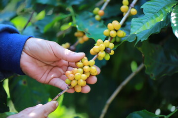 hand plantation coffee yellow berries  in farm harvesting Robusta and arabica  coffee berries by...