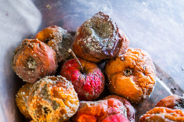 Rotten apples of different colors covered with mold