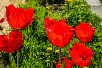 Obraz premium Numerous red tulips in the heart of a city