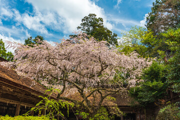 Amazing spring scene in Japan.
Japanese cherry trees are in full bloom along the approach to top of Yoshino mountain.