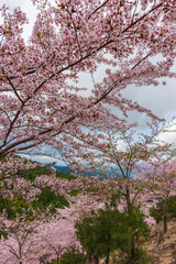 Amazing spring scene in Japan.
Japanese cherry trees are in full bloom along the approach to top of Yoshino mountain.