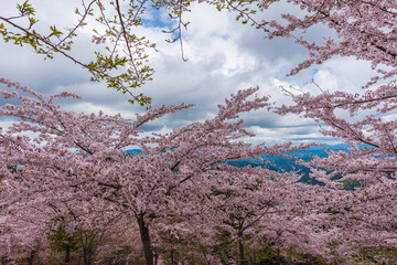 Amazing spring scene in Japan.
Japanese cherry trees are in full bloom along the approach to top of Yoshino mountain.