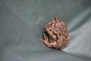 Close  up of single brown frog on plain green plastic background