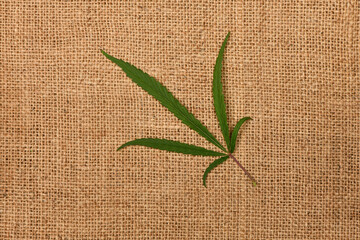 Marijuana cannabis leaf on sackcloth background