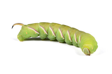 Green caterpillar Privet hawk moth (Sphinx ligustri) or moth butterfly (Sphingidae) on white.